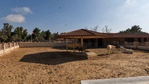 Бахрейн. Круиз на MSC World Europa.