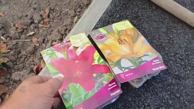 Дела житейские 05.10.23 #город61 #садогород #покупкидлясада #распаковкапосылок #обзор #посадкалилий