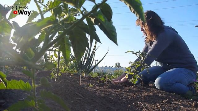 СРОЧНО ДАЙТЕ ТОМАТАМ, ОГУРЦАМ, ПЕРЦАМ ГРЕЧКУ И БУДЕТЕ СОБИРАТЬ УРОЖАЙ ВЕДРАМИ ДО ОСЕНИ!!! смотреть онлайн