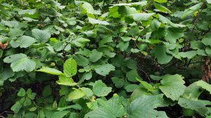 Лещина, Фундук приморский