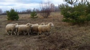 Обучение бордер колли пасти овец. Чойс