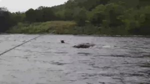 Медведь. Камчатка. Сплав по реке Быстрая.