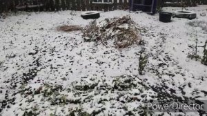 Суп-лапша домашняя с перепелкой