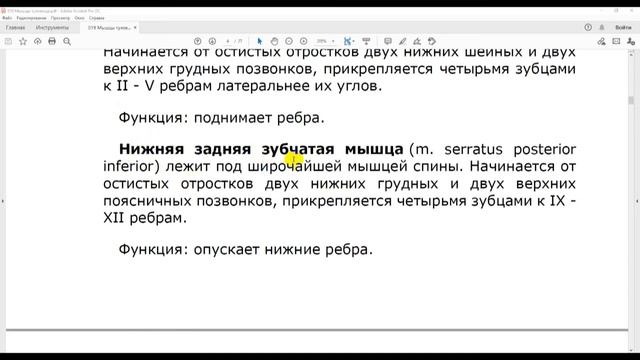 19.1 Мышцы спины смотреть онлайн