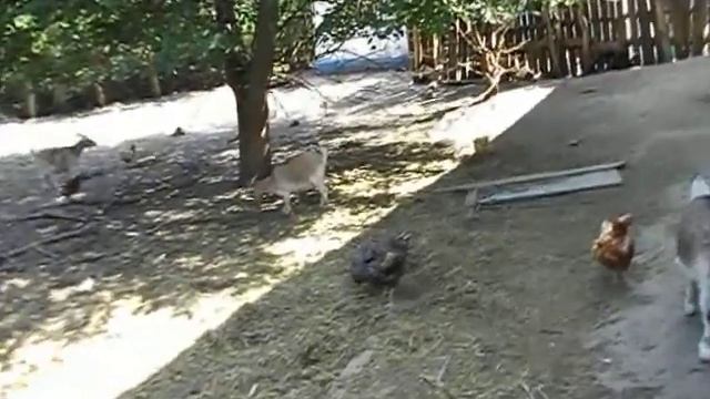 Рацион питания камерунских коз чем кормить какие порции мини козлята