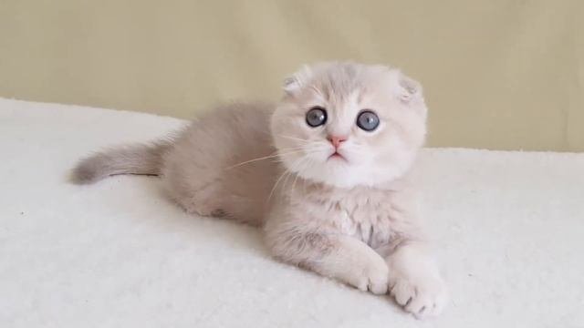 Кошечка лиловая золотая шиншилла