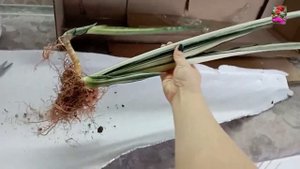 САНСА BANTEL SENSATION - обзор сорта. Начинаем НОВЫЙ ПЛЕЙЛИСТ по сансевиериям :)