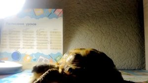 Уход за панцирем сухопутной черепахи