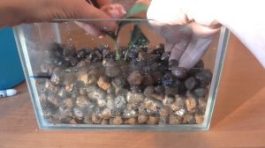 Фитофильтр. (как сажать растения)