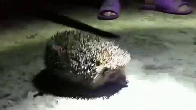 Самый смешной ролик, досмотри до конца))) смотреть онлайн