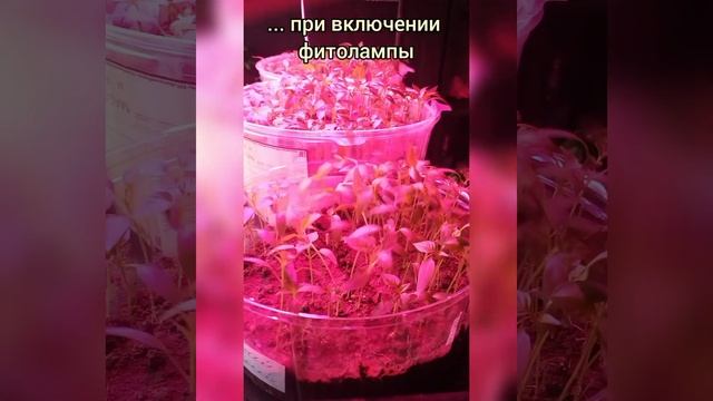 Фитолампа для рассады. Уии...