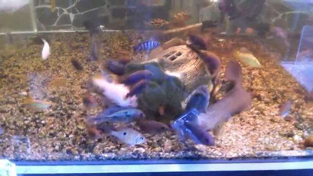 Макрогнатус 50 см смотреть онлайн