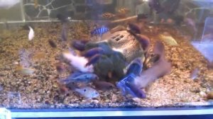 Макрогнатус 50 см