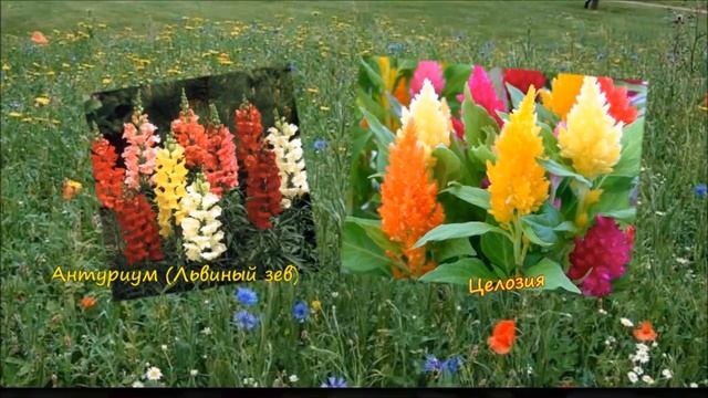 Однолетние цветы - начинающим цветоводам