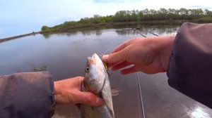 БЕЗОТКАЗНАЯ приманка! Этот воблер спасет в бесклёвье! Рыбалка на спиннинг! Ловля жереха на воблеры!