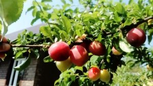 Наша алыча сортов Кубанская Комета и Злато Скифов на даче.