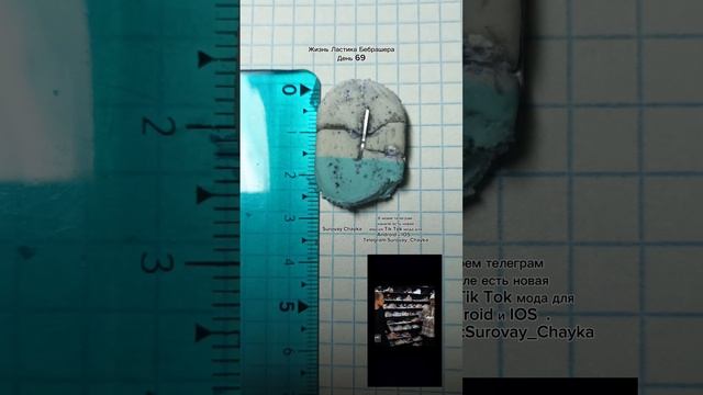 Это жизнь Ластика Бебрашера. Я буду каждый день выкладывать, что с ним стало за один день. #ластик смотреть онлайн