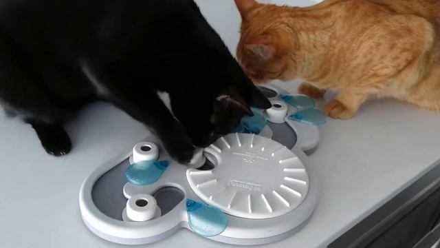 cat Puzzle feeder
