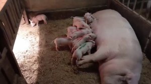 Поросята породы мамка Ландрас + Йоркшир покрыта Йоркширом.