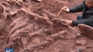 180 mln-year-old dinosaur fossils discovered in SW China