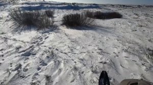 Охота на волка в Казахстане 2024 Первая волчица сезона #wolf #hunting
