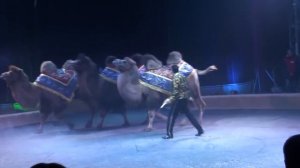 Circus. The show of different animals. Camels and zebras