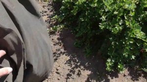 2022 Пересадка 3-летней жимолости посередине лета. Ч.1