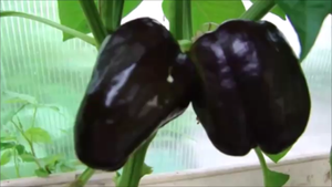 Какие перцы самые ранние и супер урожайные!