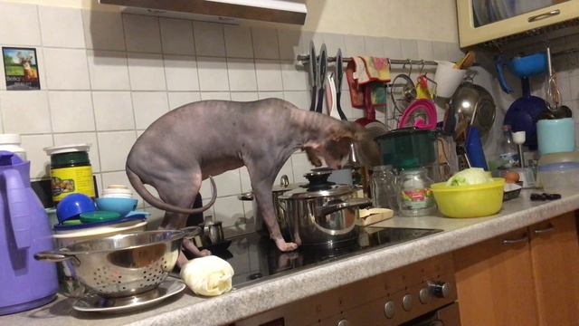 Дерзкий кот ворует котлеты на кухне ! смотреть онлайн