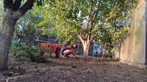 Собираю яблоки для соковарки