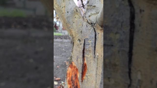 Короед. Яблоня. Печалька. смотреть онлайн