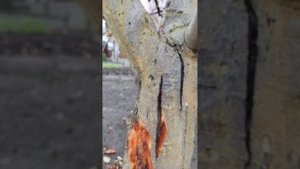 Короед. Яблоня. Печалька.