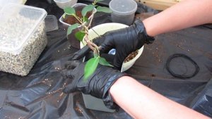 Фикус на камне. ЧАСТЬ 1.