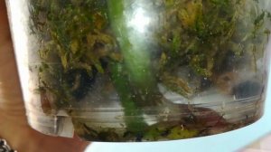 ЗАБОЛЕЛА ОРХИДЕЯ😪