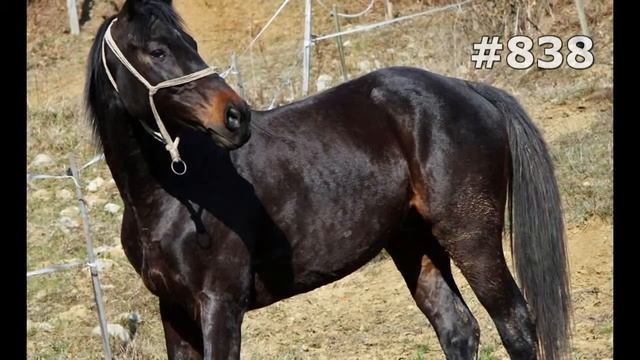 #838. Лошади (В мире животных) смотреть онлайн