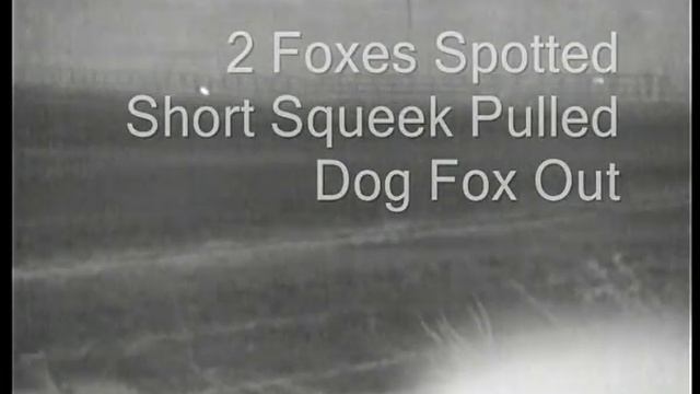 Pulsar Thermal HD38s Foxing+Rabbits смотреть онлайн