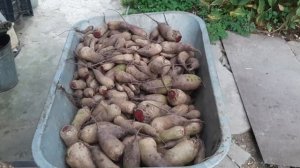 Уборка и закладка на хранение урожая свеклы.