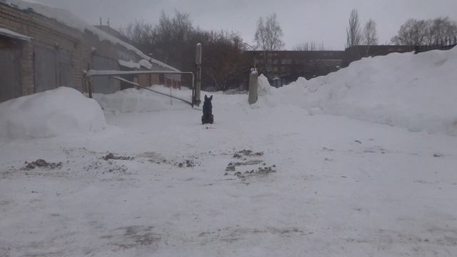 Дрессировка собак. Щенок немецкой овчарки проходит первый уровень команды сидеть-5 минут.