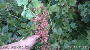 Мускат розовый розовоплодная смородина с крупной ягодой высокоурожайная