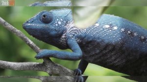 10 ЖИВОТНЫХ С СУПЕР СПОСОБНОСТЯМИ