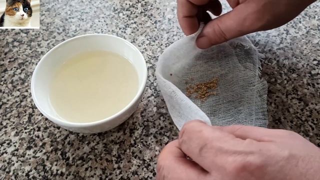 Обработка семян Чесноком перед посевом