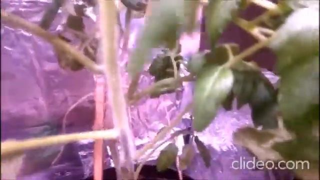 Как мне удалось всю зиму быть со свежими красными помидорами