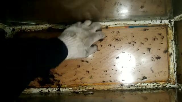 Генеральная уборка в аквариуме ахатин | Предыстория моего выводка смотреть онлайн