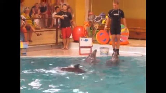 Павлины и дельфины смотреть онлайн