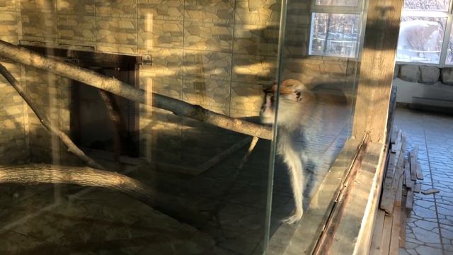 Как мы появились в Зоопарке "Садгород" смотреть онлайн