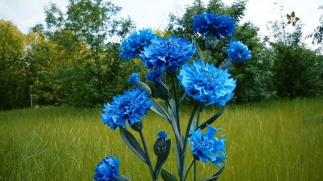 Ростовые васильки из фоамирана композиция смотреть онлайн