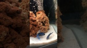 цихлиды демасони размножение