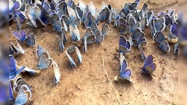 Бабочки!! Семейство синих и голубых бабочек! ?? смотреть онлайн