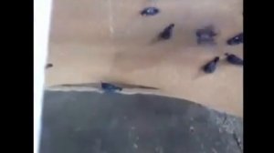 Голубей засасывает в зерно на элеваторе