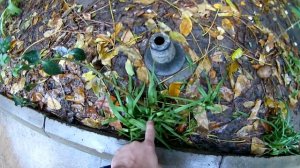 Нарциссы . Нарциссы из семян. Удивительный эксперимент